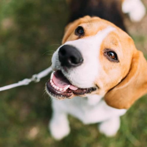 beagle