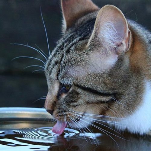 melhores bebedouros para gatos