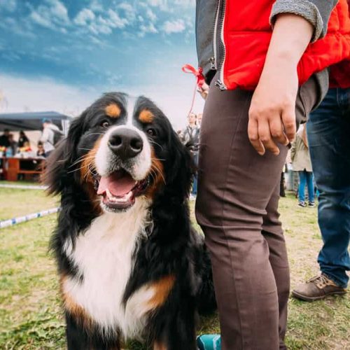 bernese