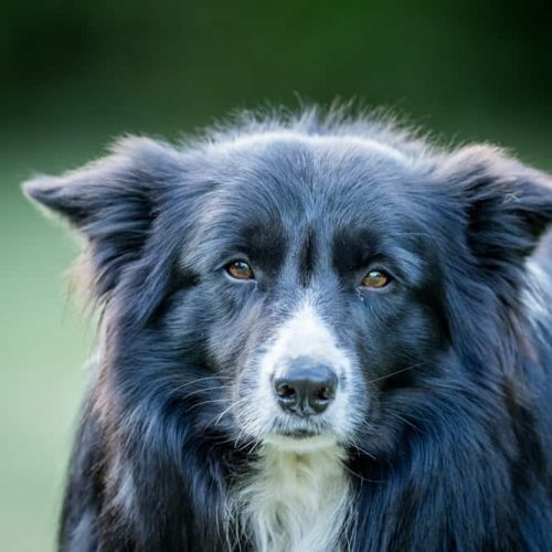 border collie