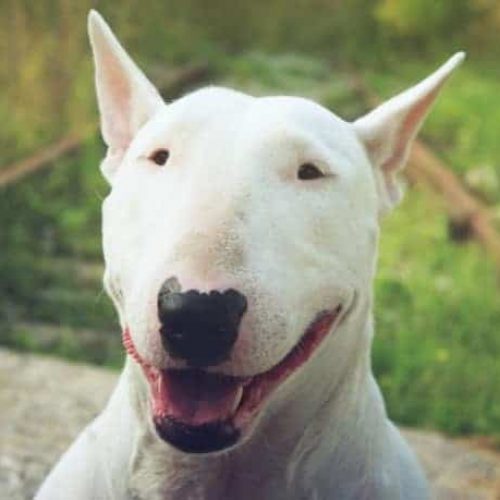 bull terrier