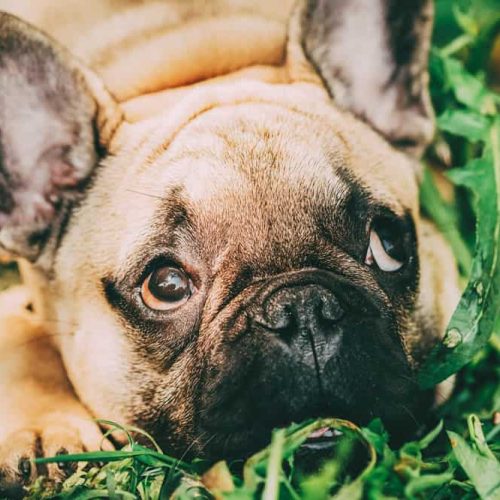 bulldog francês