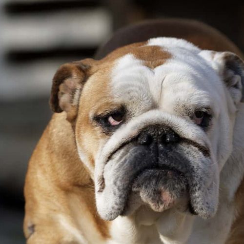 bulldog inglês
