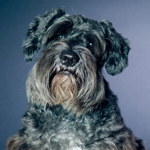 Schnauzer