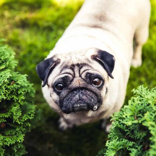 pug