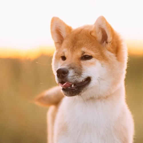 shiba inu