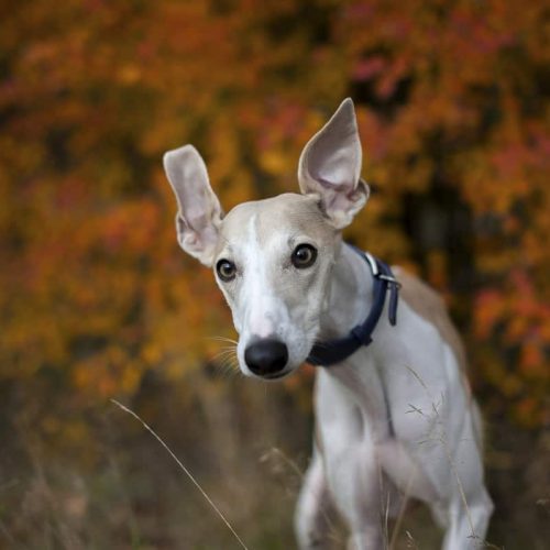 whippet