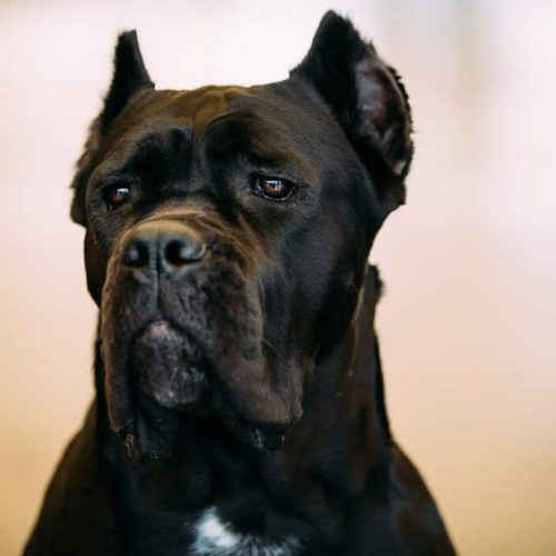cane corso