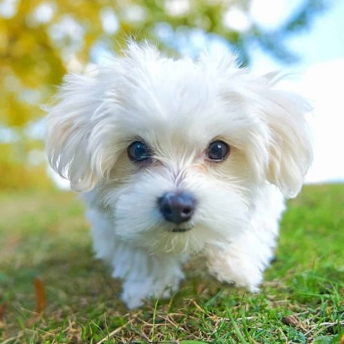 cão maltês