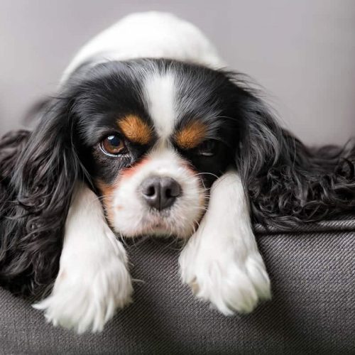 cavalier king spaniel