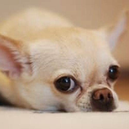 melhor ração para chihuahua