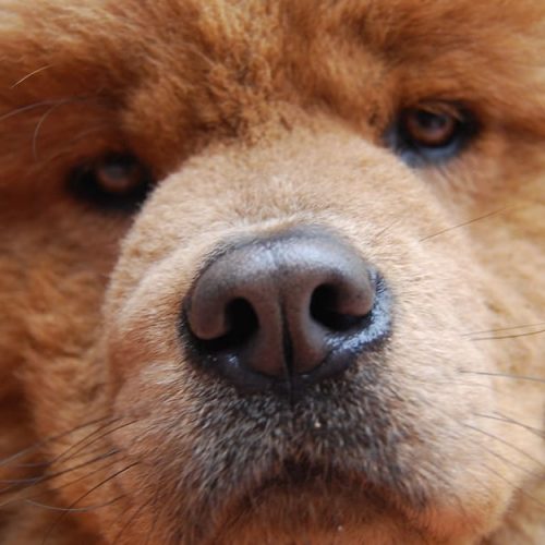 chow chow