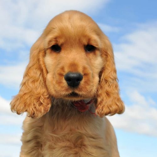 cocker spaniel