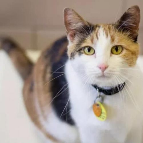 coleiras para gatos