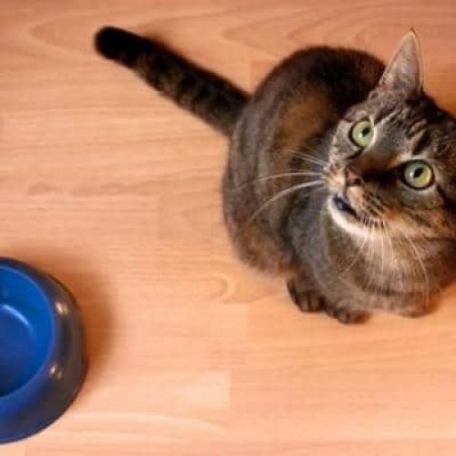 comedouro para gatos