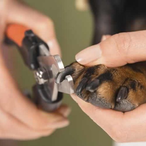 melhores cortadores de unha para cães