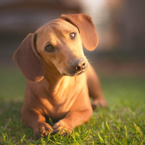 dachshund