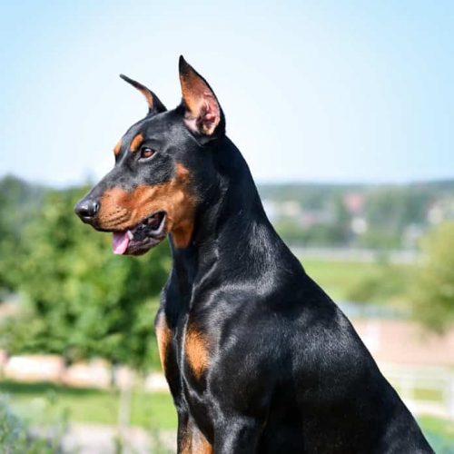 dobermann