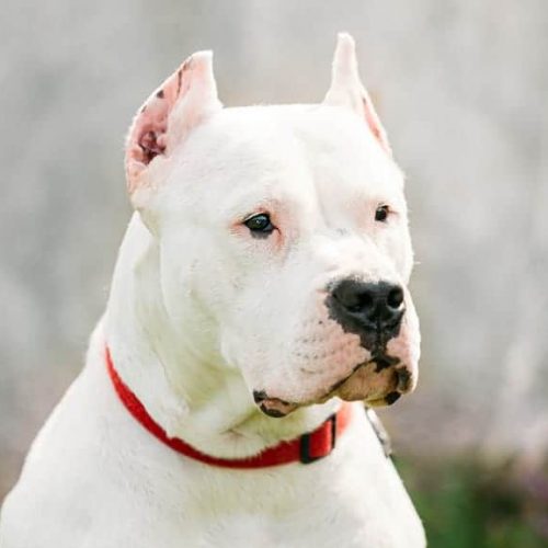dogo argentino