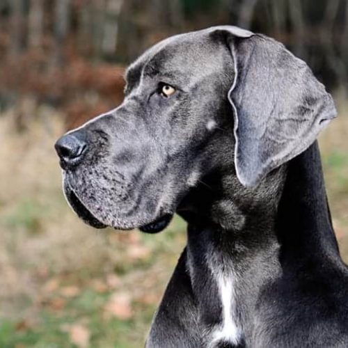 dogue-alemao