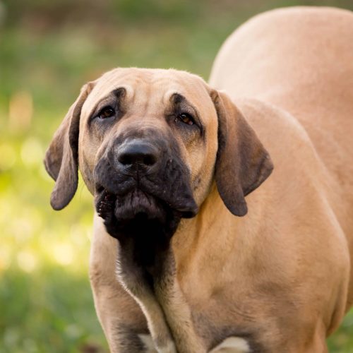 fila brasileiro
