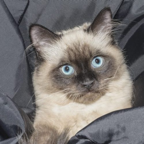 melhor ração para gato siamês