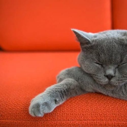 gato castrado