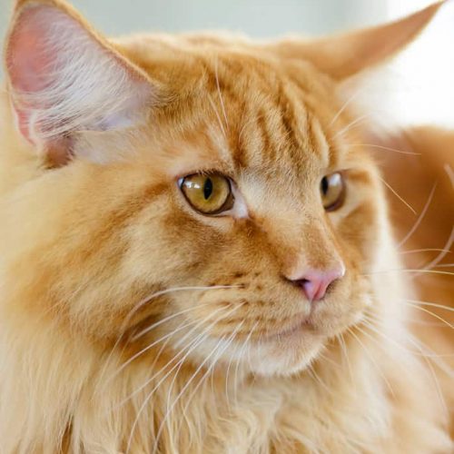 maine coon