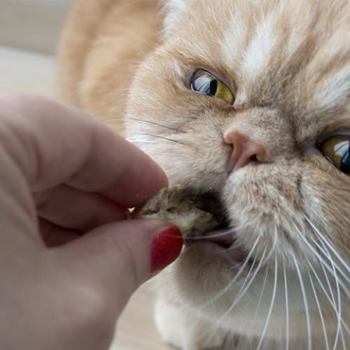 gato persa