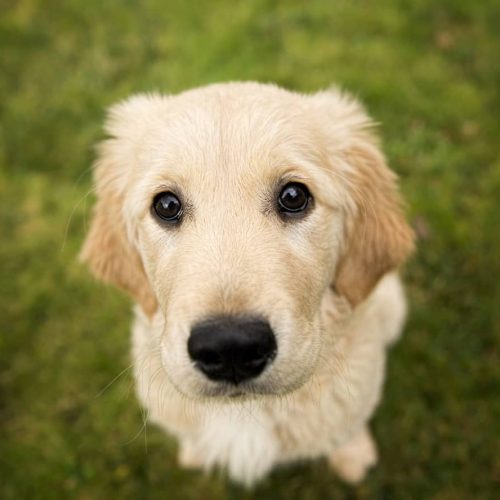 golden retriever