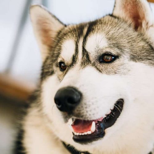 husky-siberiano