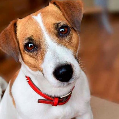melhor ração para jack russell terrier