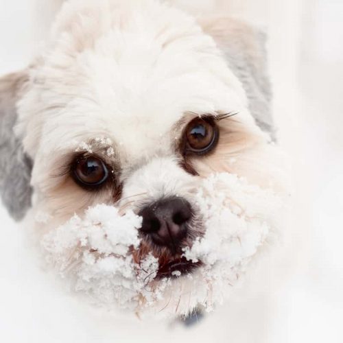 lhasa apso