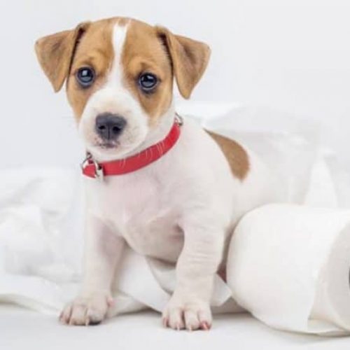 melhor adestrador sanitário para cães