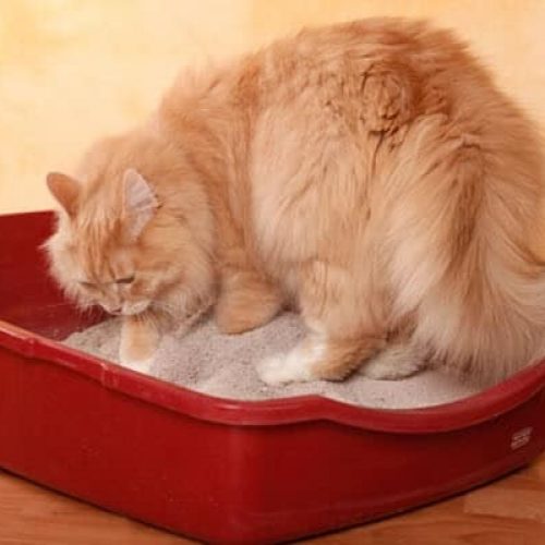 melhor areia para gatos