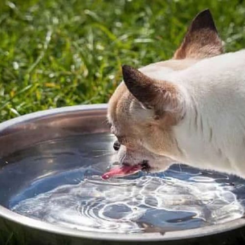 melhor bebedouro para cães
