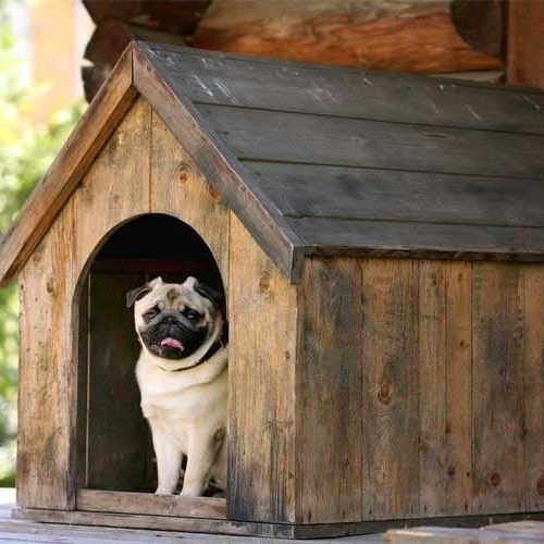melhor casinha de cachorro