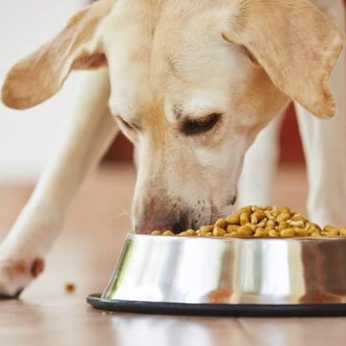 melhor comedouro para cães