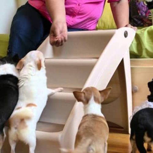 melhor escada para cachorro