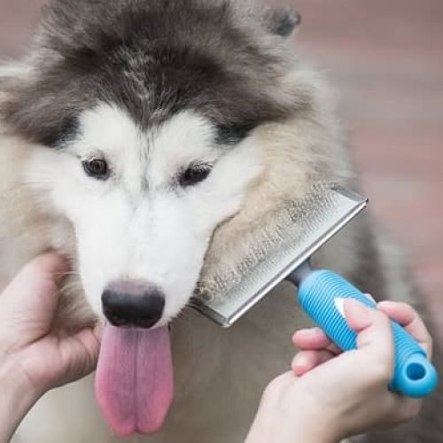 melhor escova para cachorro