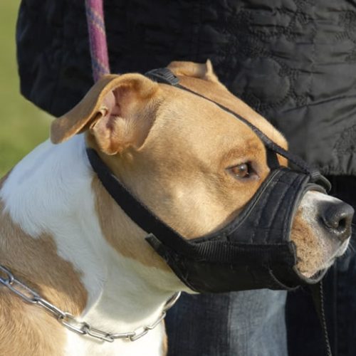 melhor focinheira para cães