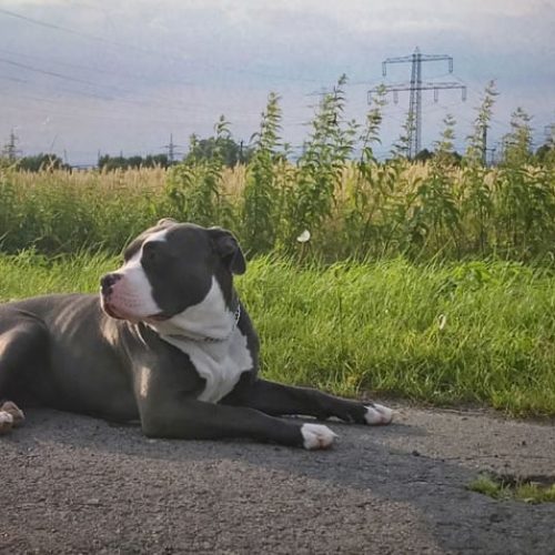 melhor ração para american bully