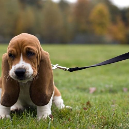 melhor ração para basset hound