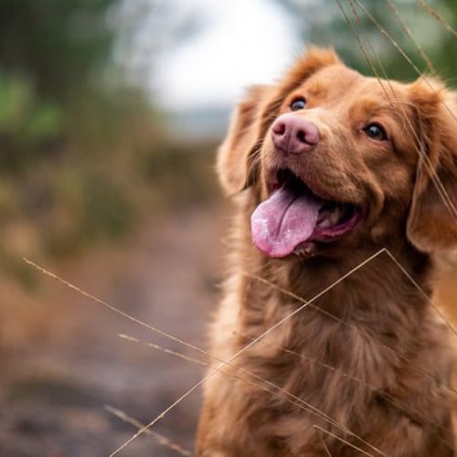 melhor ração para cachorro castrado