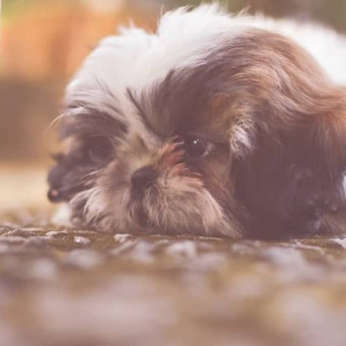 melhor ração para shih tzu