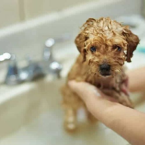 melhor shampoo para cachorro