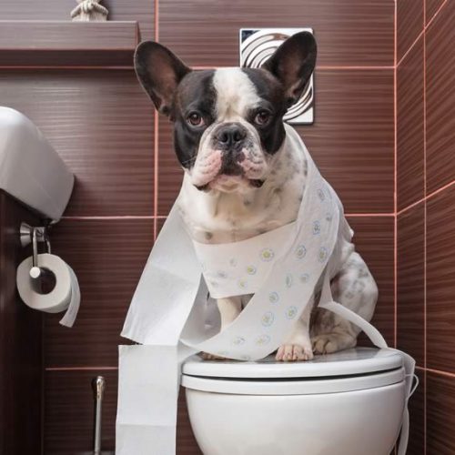 melhor tapete higiênico para cachorro