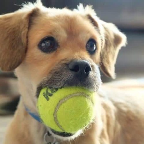melhores brinquedos para cachorros