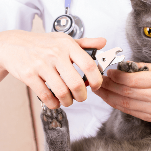 melhores cortadores de unha para gatos