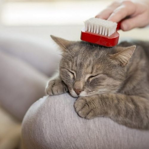 melhores escovas para gatos
